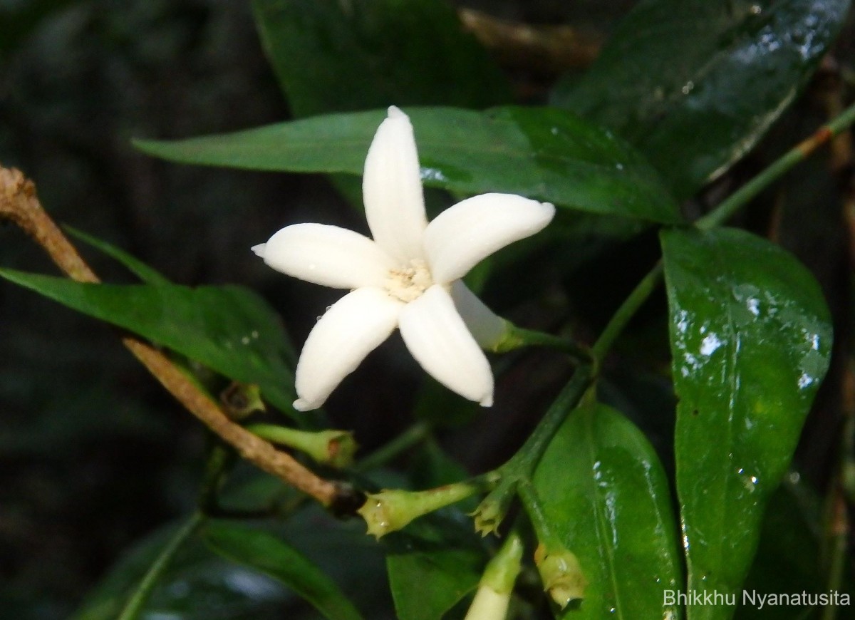 Gaertnera walkeri (Arn.) Blume